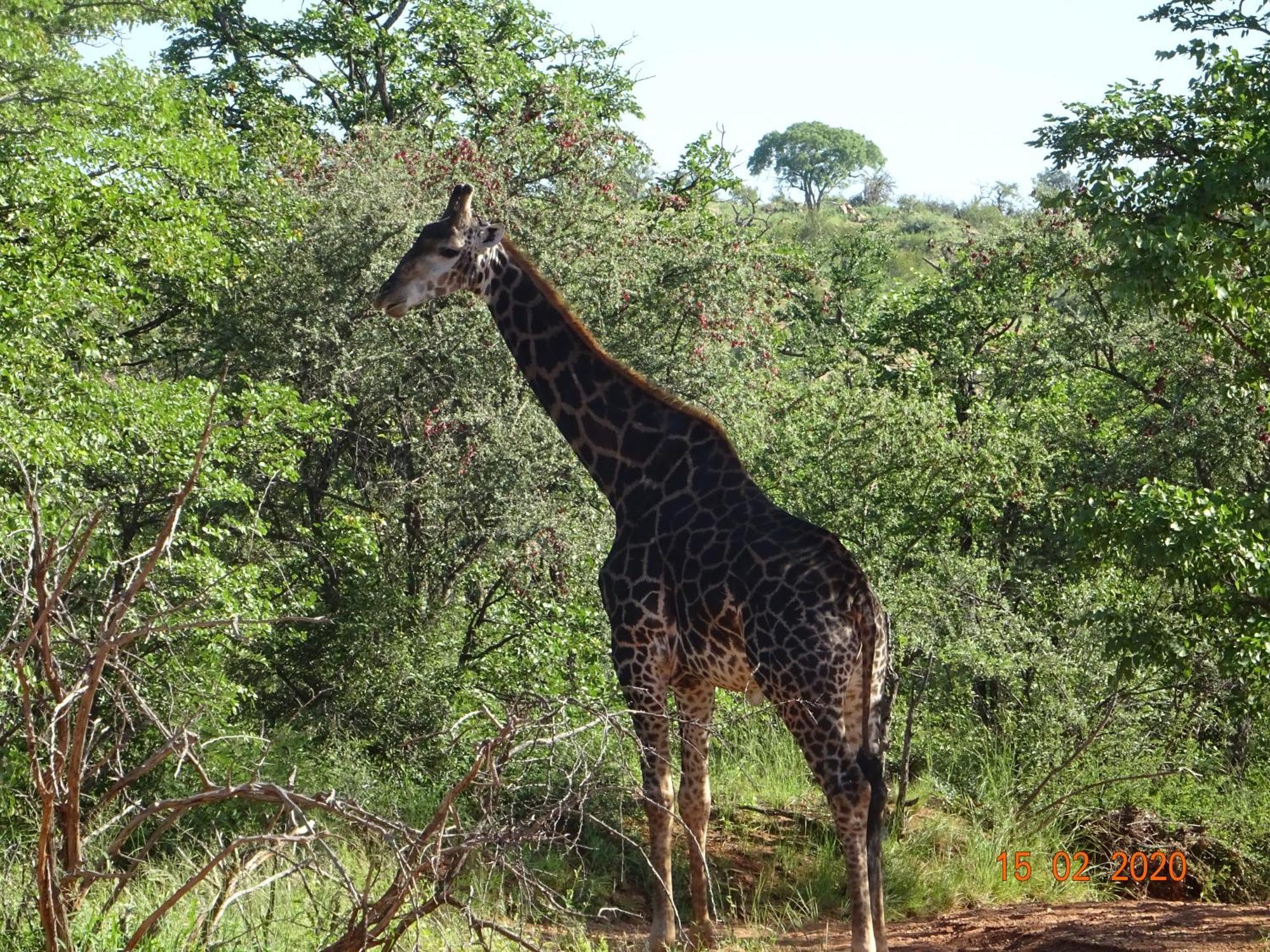Limpokwena Nature Reserve Tokio Eksteriør billede