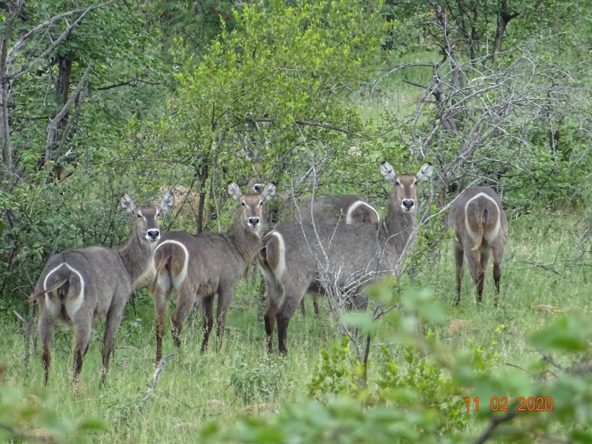Limpokwena Nature Reserve Tokio Eksteriør billede