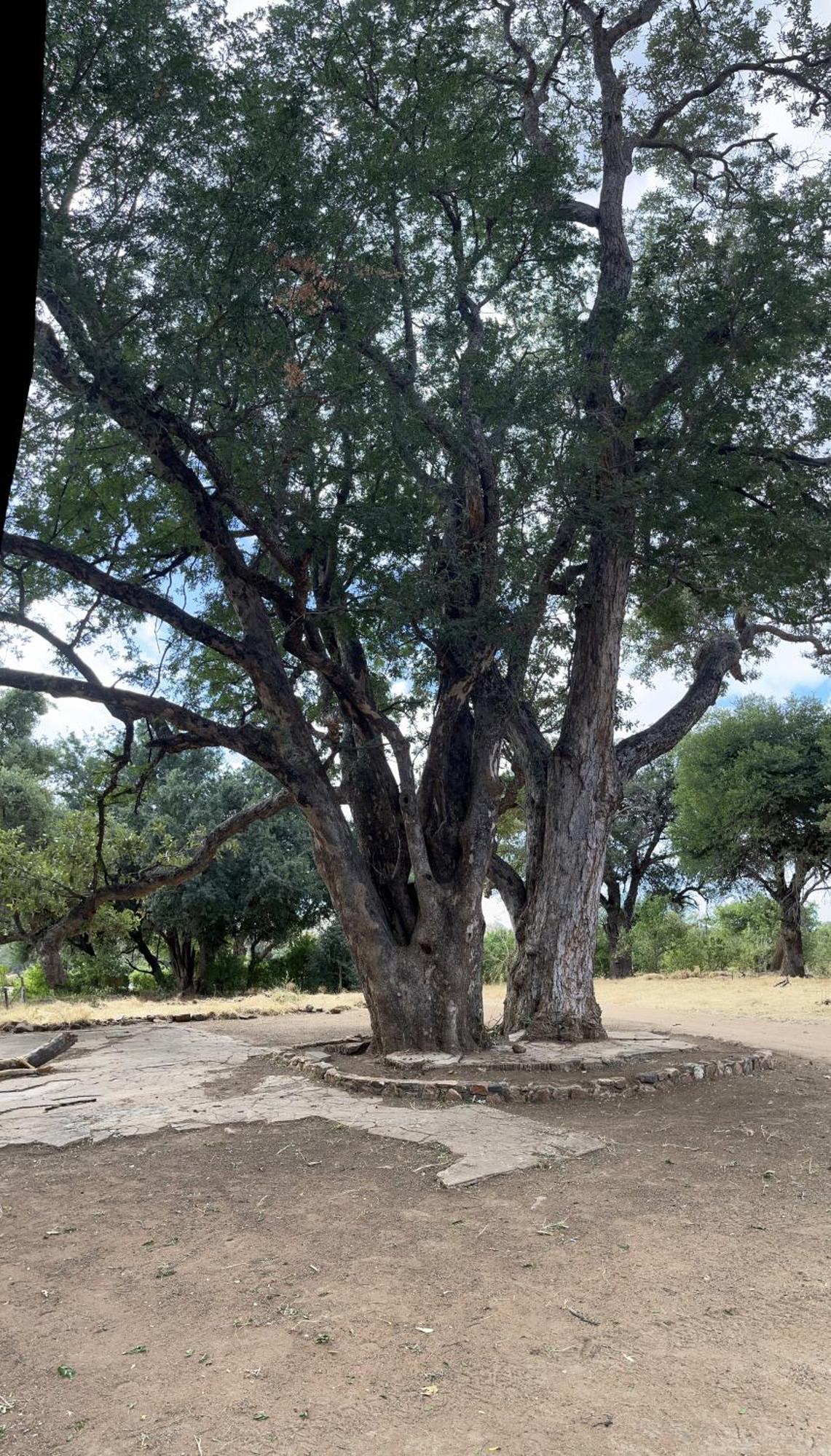 Limpokwena Nature Reserve Tokio Eksteriør billede