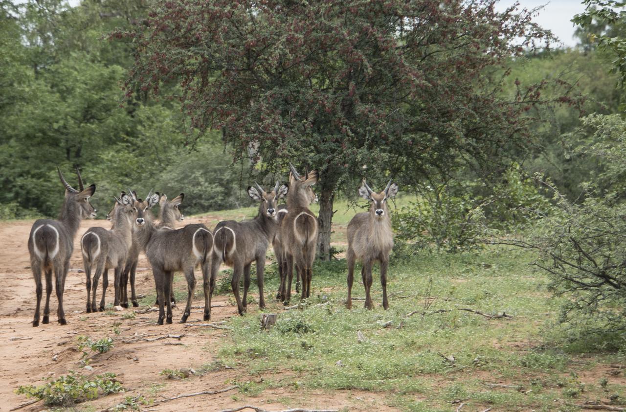 Limpokwena Nature Reserve Tokio Eksteriør billede